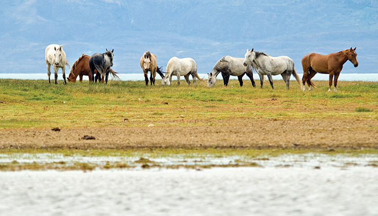 Wari-argentina-walking-4